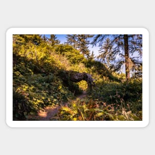 Hiking trail and a tree tunnel Sticker